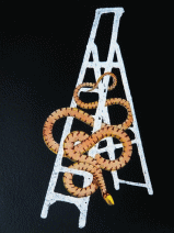 serpent-echelle-061